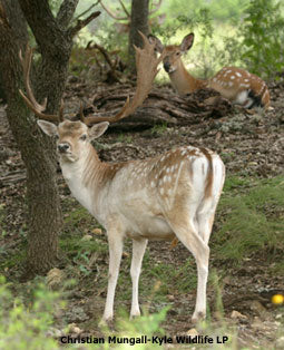 The Fallow Deer