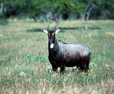 South Texas Antelope (Nilgai)