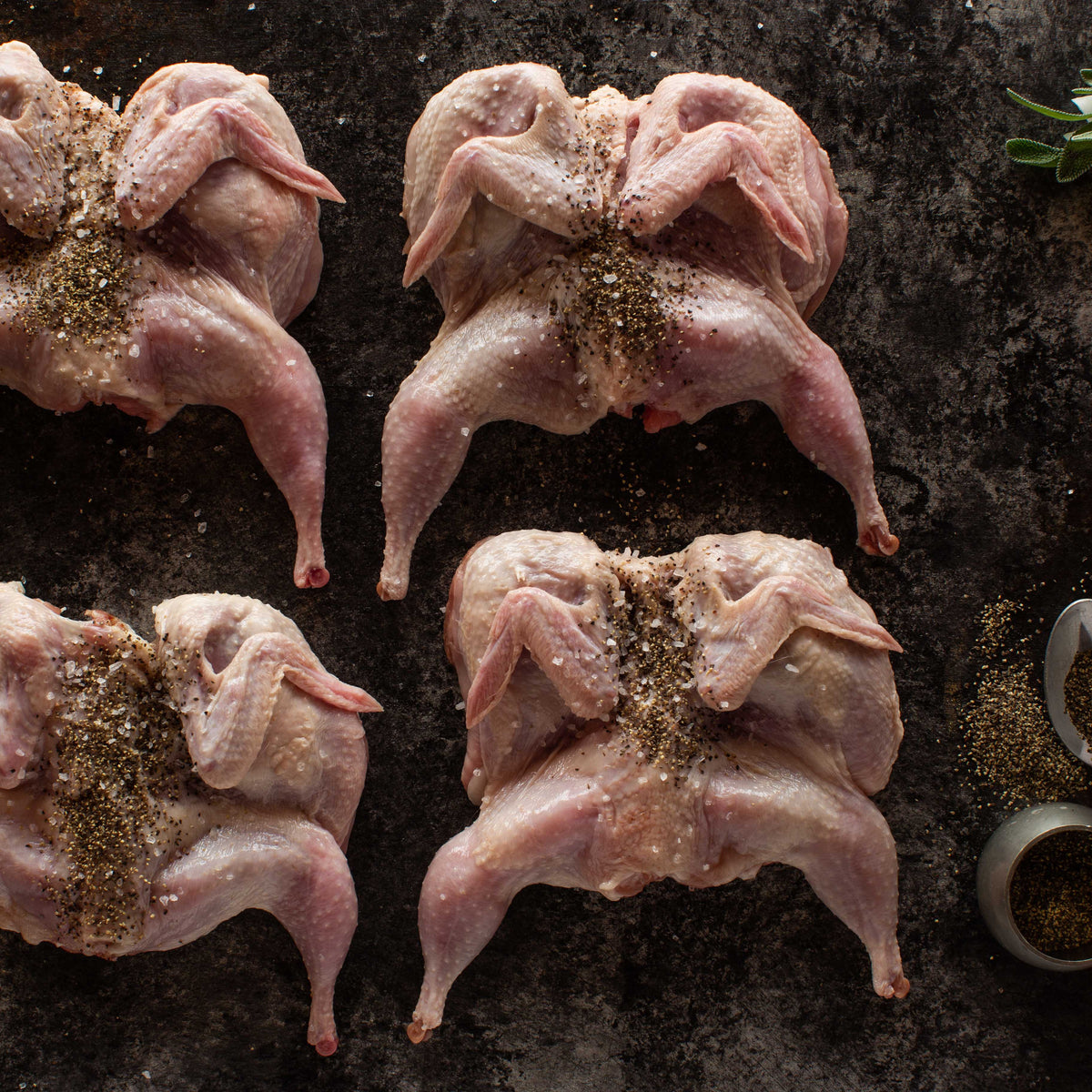 Quail Shop Texas Quail From Diamond H Ranch | Broken Arrow Ranch